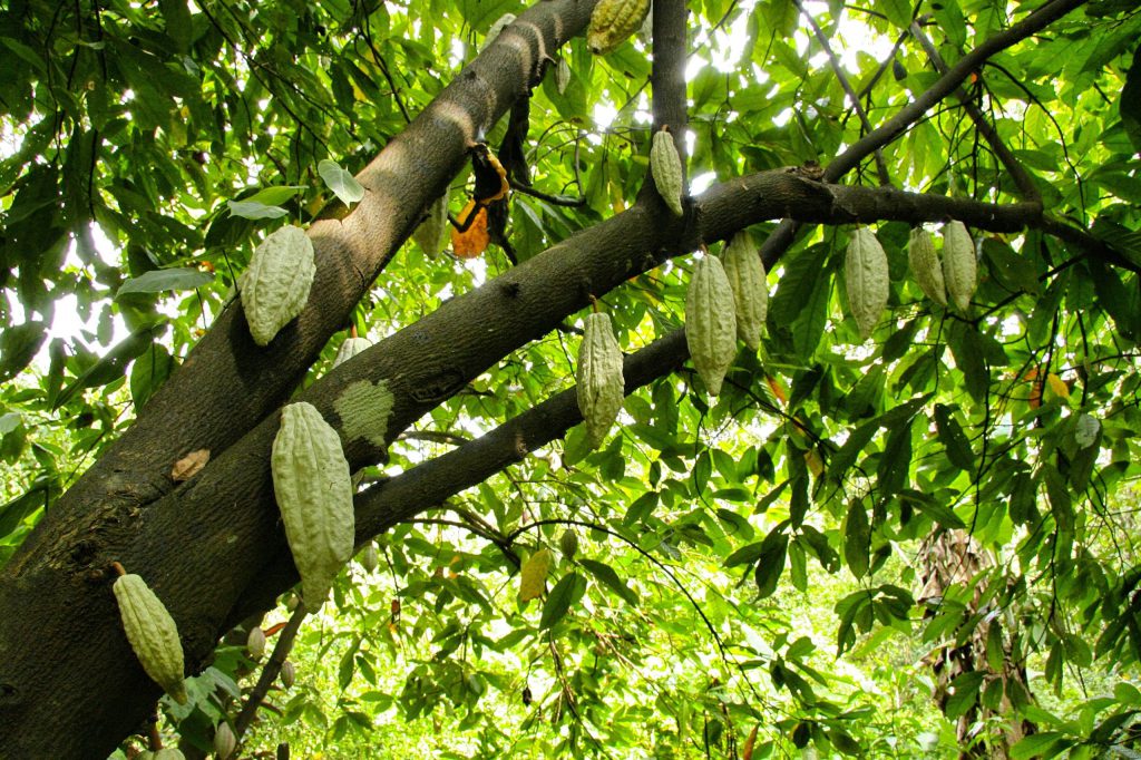 Valorisation artisanale de la mangue